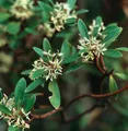 Produktbild: Tasmanischer Bergpfeffer 40-60cm - Drimys lanceolata