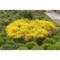 Produktbild: Cytisus Beanii Osiris Ginster Gelb 20–30 cm