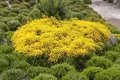 Produktbild: Pflanzen für Dich Gehölze Cytisus beanii Osiris, 1 St., Ginster, Besenginster