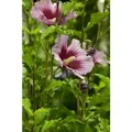 Produktbild: Hibiscus Syriacus Gartenhibiskus 80-100 cm