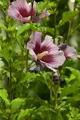 Produktbild: Pflanzen für Dich Gehölze Hibiscus syriacus Russian Violet, 1 St., Garten-Eibisch, Straucheibisch