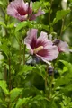 Produktbild: Hibiscus syriacus 'Russian Violet', Gartenhibiskus, violett, 80–100 cm