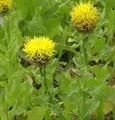 Produktbild: Große Flockenblume - Centaurea macrocephala - lebende Gartenpflanze aus den Baumschulen