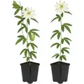 Produktbild: Exotenherz Kletterpflanzen Passionsblume Passiflora Avalanche 2er Set 11cm Topf