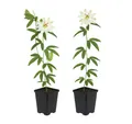 Produktbild: Exotenherz Kletterpflanze Exotenherz Kletterpflanze - Passionsblume Passiflora Avalanche 2er Set