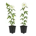Produktbild: Exotenherz Kletterpflanzen Passionsblume Passiflora Avalanche 2er Set 11cm Topf