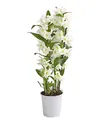Produktbild: Dehner Traubenorchidee, üppige weiße Blüten, ca. 40-50 cm, Ø Topf 12 cm, Zimmerpflanze