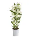 Produktbild: Dehner Zimmerpflanze Traubenorchidee, Dendrobium nobile, ca. 40-50 cm, versch. Farben, viele Blüten mit besonderem Aussehen