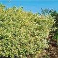 Produktbild: Euonymus japonicus President Gauthier 125-150 cm