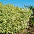 Produktbild: Euonymus japonicus 'President Gauthier', immergrün, 125–150 cm