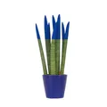 Produktbild: Plant in a Box - Zylindrischer Bogenhanf - Sansevieria cylindrica - Höhe 20-40 cm - Topf 9 cm - Dekorative Zimmerpflanze mit samtiger blauer Farbbeschichtung - Luftreinigend & Pflegeleicht