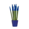 Produktbild: Plant in a Box  Zylindrischer Bogenhanf Sansevieria cylindrica 35cm Sukkulente