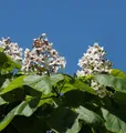 Produktbild: Trompetenbaum 125-150cm - Catalpa bignonioides