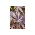 Produktbild: Acer palmatum 'Atropurpureum', Japanischer Ahorn, rotlaubig, 100–125 cm