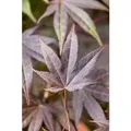 Produktbild: Pflanzen-für-dich.de - Acer palmatum 'Atropurpureum' 10 l 100- 125