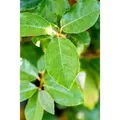 Produktbild: Elaeagnus ebbingei 'Compacta' 50-60 cm