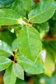 Produktbild: Pflanzen für Dich Gehölze Elaeagnus ebb. Compacta, 1 St., Ebbingei-Silberbeere