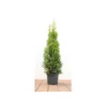 Produktbild: Thuja occidentalis 'Smaragd', Lebensbaum, immergrün, 60–80 cm