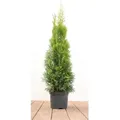 Produktbild: Pflanzen-für-dich.de - Thuja occidentalis 'Smaragd' 2L 60- 80
