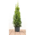 Produktbild: Thuja occidentalis 'Smaragd', Lebensbaum, immergrün, 60–80 cm