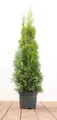 Produktbild: Thuja occidentalis 'Smaragd', Lebensbaum, immergrün, 60–80 cm
