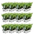 Produktbild: Plants by Frank | 72 Stechpalme Pflanzen | Ilex Crenata 'Jenny' | Heckenpflanzen | Buchsbaum Ersatz | Winterhart | Immergrün | Gartenpflanzen - Grün