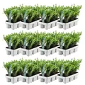 Produktbild: Plants by Frank | 72 Stechpalme | Heckenpflanzen Winterhart | 72 x Ø7 cm - 15 cm Ilex Crenata Jenny | Heckenpflanzen | Buchs Ersatz | Buchsbaum