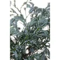 Produktbild: Chamaecyparis Pisifera Boulevard Scheinzypresse Blaugrün 20–30 cm