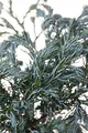 Produktbild: Chamaecyparis pisifera 'Boulevard' 20–30 cm – Winterhart, Immergrün, Pflegeleicht – Scheinzypresse – Konifere für Kübel & Beet