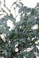 Produktbild: Pflanzen für Dich Konifere Chamaecyparis pisifera Boulevard, 1 St., Erbsenfrüchtige Scheinzypresse, Boulevard-Scheinzypresse, blaugrün, kompaktwuchs