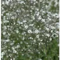 Produktbild: Riesenschleierkraut Schneeflocke - Gypsophila Paniculata