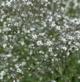 Produktbild: Riesenschleierkraut Schneeflocke - Gypsophila Paniculata