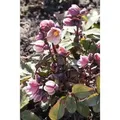 Produktbild: Helleborus Pink Frost 2-3 Liter Container