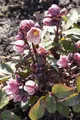 Produktbild: Pflanzen für Dich Staude Helleborus Pink Frost, 1 St., Christrose, Lenzrose