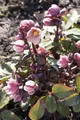 Produktbild: Helleborus Pink Frost 3L 50cm - Lenzrose, Winterblüher, Frosthart