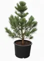 Produktbild: Pinus cembra, Zirbelkiefer, 30–40 cm