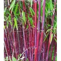 Produktbild: BALDUR Garten 1x Roter Bambus 'Chinese Wonder' winterhart, Pflanze im 13 cm-Topf, Fargesia jiuzhaigou No.1, bildet keine Wurzelausläufer, schnell ...