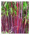 Produktbild: Roter Bambus 'Chinese Wonder', 1 Pflanze