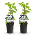 Produktbild: GreenboutiQ - Kletterpflanze - Clematis Miss Bateman - Blüte Rosa - Wenig Pflege - 2 Pflanzen - Topf 11cm Höhe 40cm