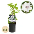 Produktbild: Kletterpflanze Clematis Miss Bateman Blüte Rosa ⌀11cm ↕40cm