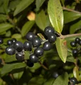 Produktbild: Schwarzgrüner Liguster 80-100cm - Ligustrum vulgare