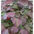 Produktbild: Kanadischer Judasbaum Ruby Falls 30-40cm - Cercis canadensis