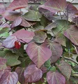 Produktbild: Kanadischer Judasbaum Ruby Falls 30-40cm - Cercis canadensis - lebende Gartenpflanze aus den Baumschulen