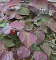 Produktbild: Kanadischer Judasbaum Ruby Falls 30-40cm - Cercis canadensis