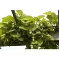 Produktbild: Aristolochia Macrophylla Pfeifenwinde Großblättrig 100–150 cm