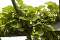 Produktbild: Pflanzen für Dich Kletterpflanze Aristolochia macrophylla, 1 St., Pfeifenwinde, Großblättrige Pfeifenwinde, großblättrig, kletterpflanze