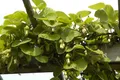 Produktbild: Aristolochia macrophylla, Pfeifenwinde, großblättrig, 100–150 cm