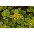 Produktbild: Sedum hybridum 'Immergrünchen' - Immergrünes Garten-Fettblatt 'Immergrünchen' - 9cm Topf