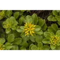 Produktbild: Sedum hybridum 'Immergrünchen' - Immergrünes Garten-Fettblatt 'Immergrünchen' -