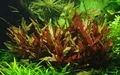Produktbild: AquaOne Aquarium Pflanze Alternanthera reineckii 'Pink' I Wasserpflanze Aquariumpflanze Stängelpflanze voll durchwurzelt einfach pflegeleicht Aquascaping Dekoration